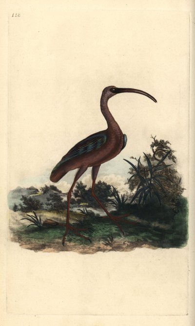 Ibis brillante, Plegadis falcinellus de Edward Donovan