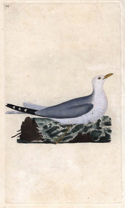Gaviota cana. Larus canus de Edward Donovan
