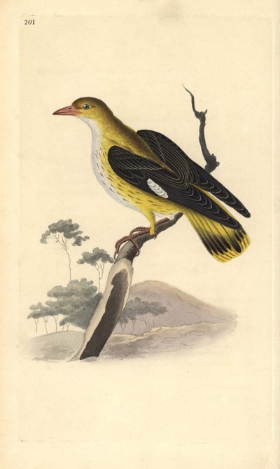 Oropéndola europea (hembra), Oriolus oriolus de Edward Donovan