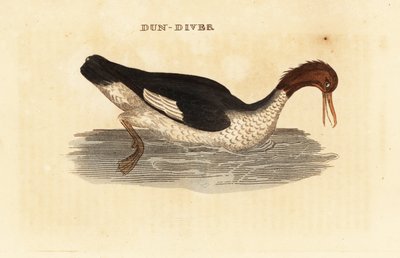 Serreta grande, Mergus merganser, hembra de Edward Donovan
