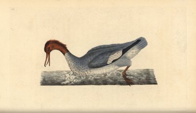 Serreta grande, Mergus merganser, hembra. Grabado a mano coloreado por Edward Donovan de su propia 