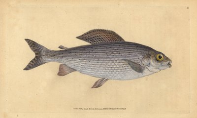 Grayling, Thymallus thymallus (Salmo thymallus). Grabado en cobre coloreado a mano dibujado y grabado por Edward Donovan de su Historia Natural de los Peces Británicos, Donovan y F.C. y J. Rivington, Londres de Edward Donovan