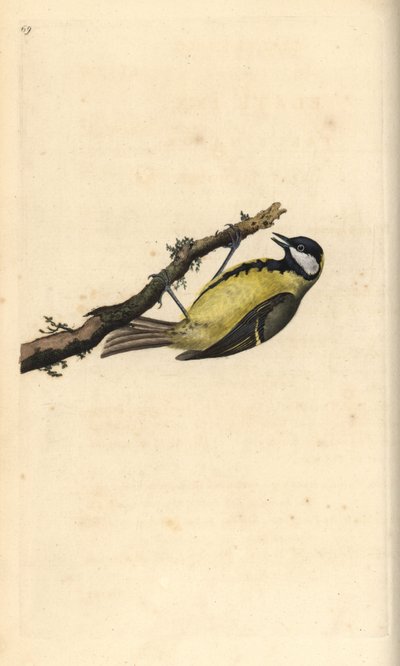 Carbonero común, Parus Major de Edward Donovan
