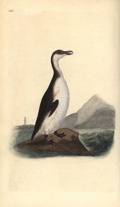 Alca gigante, Pinguinus impennis, cazada hasta la extinción por recolectores de huevos en 1844. Grabado en cobre coloreado a mano dibujado y grabado por Edward Donovan de su propia “Historia Natural de las Aves Británicas,” Londres de Edward Donovan