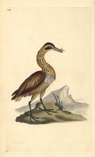 Avetoro común, Botaurus stellaris. Grabado a mano coloreado por Edward Donovan de su propia Historia Natural de las Aves Británicas, Londres de Edward Donovan
