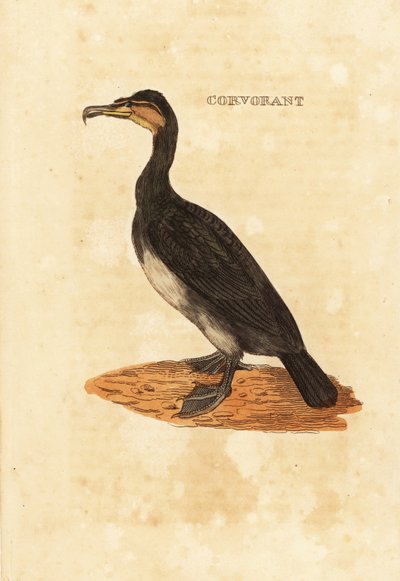 Cormorán grande, Phalacrocorax carbo de Edward Donovan