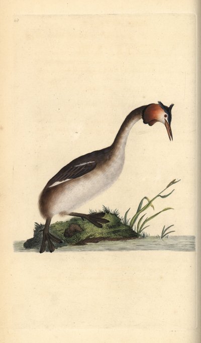 Somormujo lavanco, Podiceps cristatus de Edward Donovan