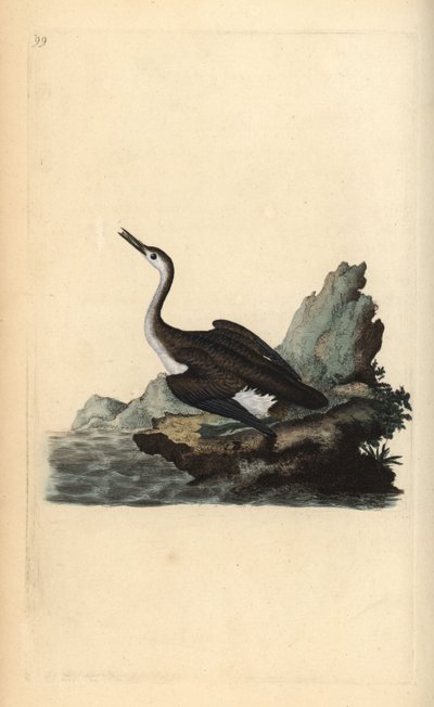 Colimbo grande o buceador, Gavia immer. Grabado en cobre coloreado a mano dibujado y grabado por Edward Donovan de su propia “Historia Natural de las Aves Británicas,” Londres de Edward Donovan