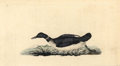 Colimbo grande, Gavia immer de Edward Donovan