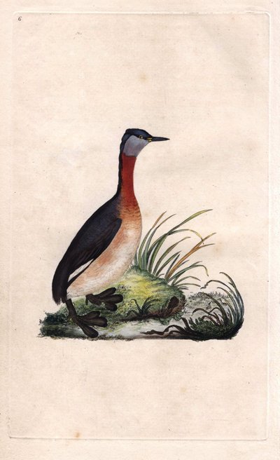 Podiceps grisegena (Podiceps ruficollis), somormujo alegre. Grabado en cobre por Edward Donovan (1768-1837), publicado en Historia natural de las aves británicas, Londres de Edward Donovan