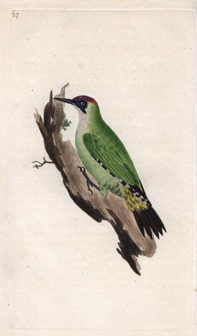 Pito real. Picus viridis. Grabado en cobre por Edward Donovan (1768-1837), publicado en Historia natural de las aves británicas, Londres de Edward Donovan