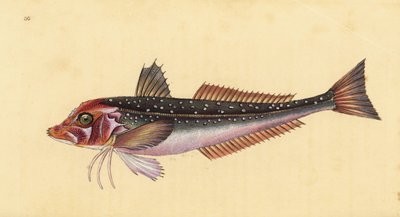 Eutrigla gurnardus (Trigla gurnardus), gallineta gris. Grabado en cobre coloreado a mano dibujado y grabado por Edward Donovan de su Historia Natural de los Peces Británicos, Donovan y F.C. y J. Rivington, Londres de Edward Donovan