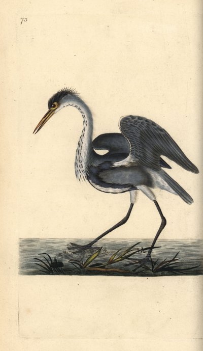 Garza real, Ardea cinerea. Grabado en cobre coloreado a mano dibujado y grabado por Edward Donovan de su propia "Historia Natural de las Aves Británicas," Londres de Edward Donovan