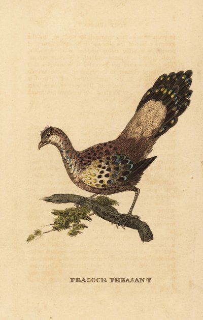 Faisán pavo real gris, Polyplectron bicalcaratum de Edward Donovan
