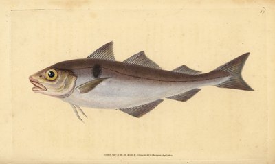 Eglefino, Melanogrammus aeglefinus (Gadus aeglefinus). Vulnerable. Grabado en cobre coloreado a mano dibujado y grabado por Edward Donovan de su Historia Natural de los Peces Británicos, Donovan y F.C. y J. Rivington, Londres de Edward Donovan