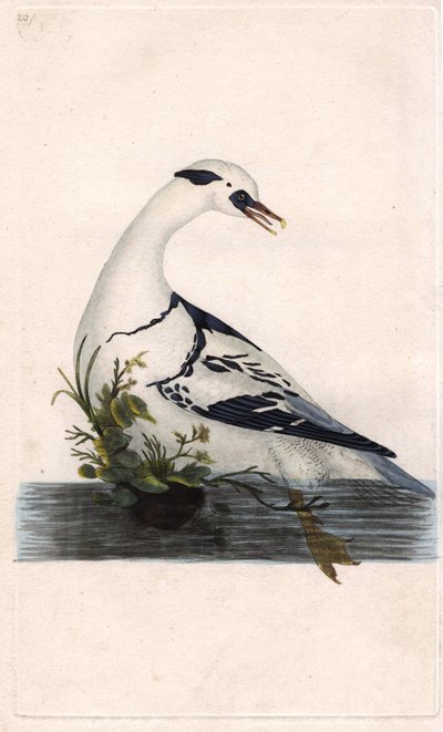 Serreta chica. Mergus albellus. Grabado en cobre por Edward Donovan (1768-1837), publicado en Historia natural de las aves británicas, Londres de Edward Donovan
