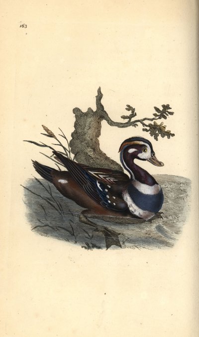 Pato arlequín, Histrionicus histrionicus. Ilustración de la 