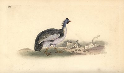 Gallina de Guinea, Numida meleagris. Grabado en cobre coloreado a mano dibujado y grabado por Edward Donovan de su propia "Historia Natural de las Aves Británicas," Londres de Edward Donovan