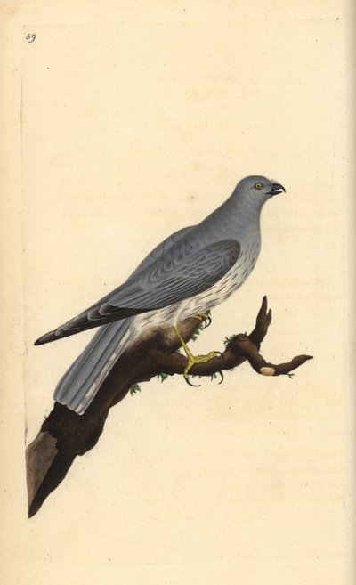 Aguilucho pálido, Circus cyaneus (grabado a mano por Edward Donovan de su 