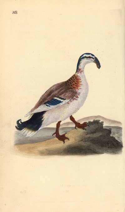 Ánade real de pico ganchudo, Anas platyrhynchos (grabado a mano por Edward Donovan de su 