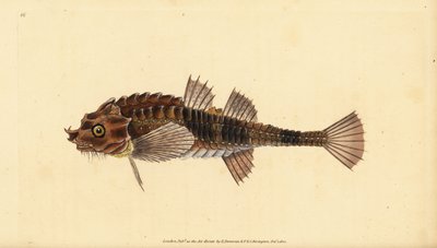 Agonus cataphractus (Pogge o pez toro armado, Cottus cataphractus), pez nariz de gancho. Grabado en cobre coloreado a mano dibujado y grabado por Edward Donovan de su Historia Natural de los Peces Británicos, Donovan y F.C. y J. Rivington, Londres de Edward Donovan