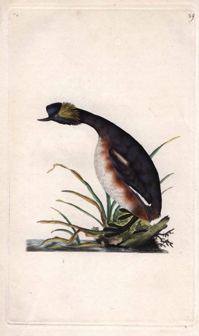 Podiceps auritus (Colymbus auritus), somormujo cornudo o somormujo de orejas. Grabado en cobre por Edward Donovan (1768-1837), publicado en Historia natural de las aves británicas, Londres de Edward Donovan