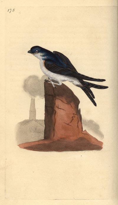 Avión común, Delichon urbicum, posado en la cima de una chimenea. Grabado en cobre coloreado a mano dibujado y grabado por Edward Donovan de su propia “Historia Natural de las Aves Británicas”, Londres de Edward Donovan