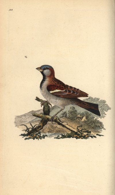 Gorrión común, Pour domesticus de Edward Donovan