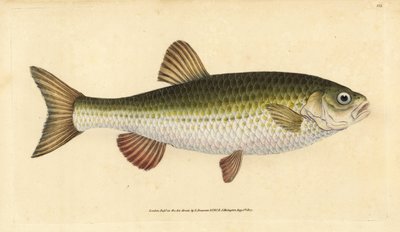 Ido, Leuciscus idus. Grabado a mano coloreado por Edward Donovan de su Historia Natural de los Peces Británicos, Donovan y F.C. y J. Rivington, Londres de Edward Donovan