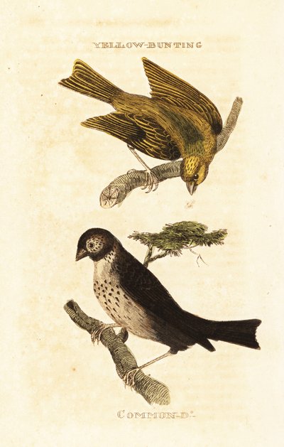 Escribano amarillo japonés, Emberiza sulphurata, y escribano triguero, Emberiza calandra de Edward Donovan