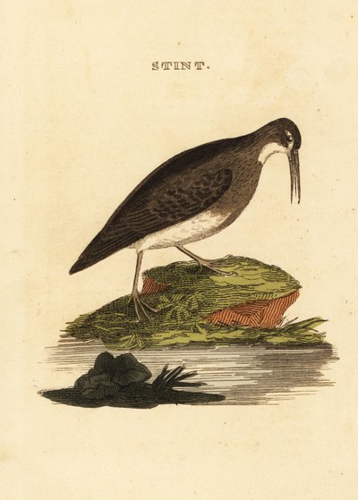 Correlimos menudo, Calidris minutilla de Edward Donovan