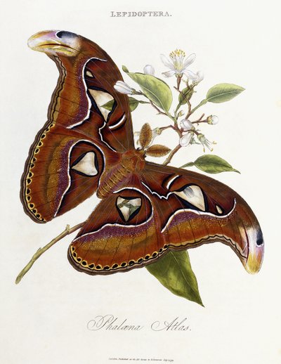Lepidoptera: Phaloena Atlas, 1798-1799 de Edward Donovan
