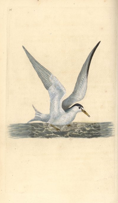 Charrán común, Sternula albifrons. Grabado en cobre coloreado a mano dibujado y grabado por Edward Donovan de su propia "Historia Natural de las Aves Británicas," Londres de Edward Donovan