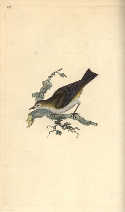 Mosquitero común, Hippolais polyglotta. Grabado en cobre coloreado a mano dibujado y grabado por Edward Donovan de su propia “Historia Natural de las Aves Británicas,” Londres de Edward Donovan