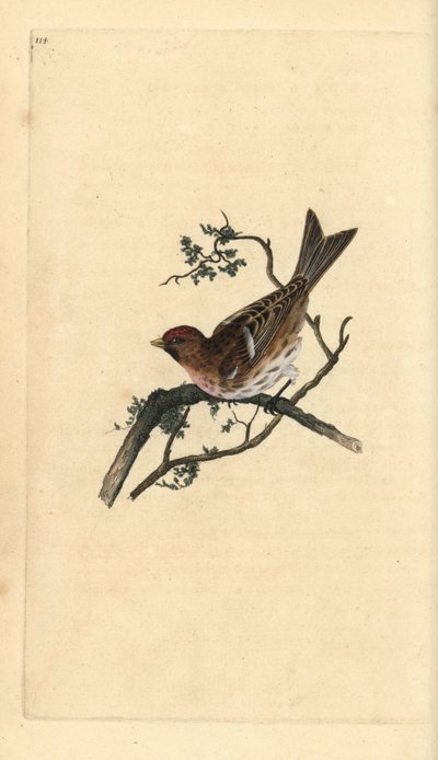 Pardillo sizerín, Carduelis cabaret. Grabado a mano coloreado por Edward Donovan de su propia 