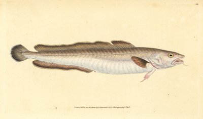Maruca, Molva molva (Gadus molva) de Edward Donovan