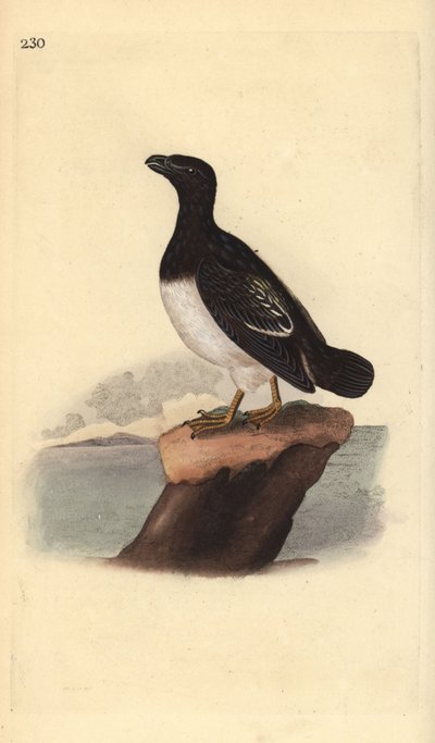 Mergulo atlántico (hembra), Alle alle. Grabado en cobre coloreado a mano dibujado y grabado por Edward Donovan de su propia "Historia Natural de las Aves Británicas," Londres de Edward Donovan