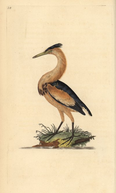 Avetorillo común, Ixobrychus minutus. Grabado en cobre coloreado a mano dibujado y grabado por Edward Donovan de su propia 
