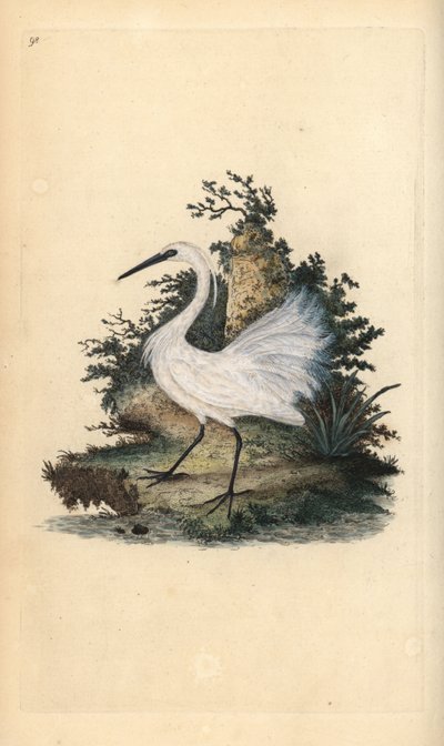 Garceta común, Egretta garzetta (grabado a mano por Edward Donovan de su 