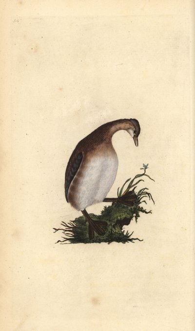 Zampullín chico, Tachybaptus ruficollis. Grabado en cobre coloreado a mano dibujado y grabado por Edward Donovan de su propia 