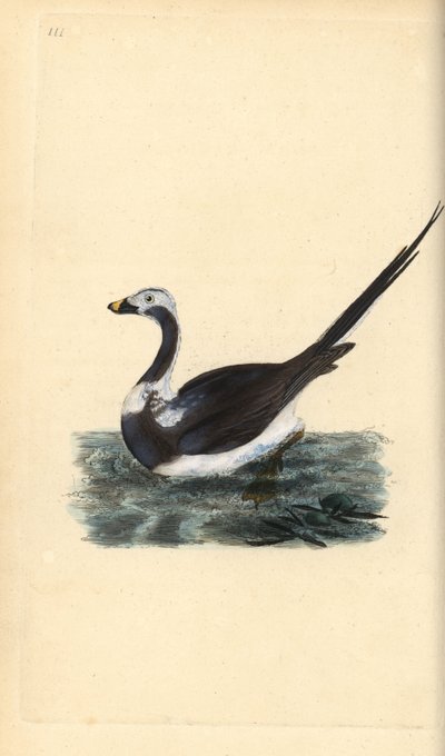 Pato de cola larga, Clangula hyemalis. Vulnerable. Ilustración de la 