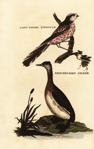 Mito de cola larga o mito de cola larga, Aegithalos caudatus, y somormujo cuellirrojo, Podiceps grisegena de Edward Donovan