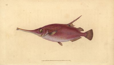 Pez trompeta de espina larga, Macroramphosus scolopax (grabado a mano por Edward Donovan de su 