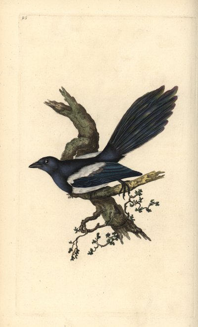 Urraca, Pica pica. Grabado en cobre coloreado a mano dibujado y grabado por Edward Donovan de su propia “Historia Natural de las Aves Británicas,” Londres de Edward Donovan