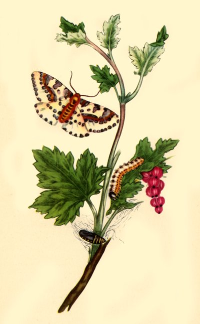 Polilla del grosellero o de la grosella: Phalaena grossulariata, 1813, 1945 de Edward Donovan