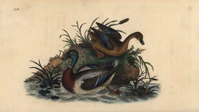Ánades reales, Anas platyrhynchos, pareja macho y hembra. Ilustración de "Natural History of British Birds" de Edward Donovan, Londres de Edward Donovan