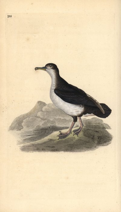 Pardela pichoneta, Puffinus puffinus. Grabado en cobre coloreado a mano dibujado y grabado por Edward Donovan de su propia “Historia Natural de las Aves Británicas,” Londres de Edward Donovan