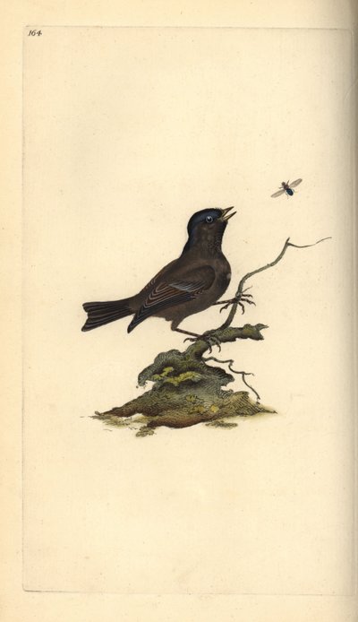 Carbonero palustre, Poecile palustris. Grabado en cobre coloreado a mano dibujado y grabado por Edward Donovan de su propia 