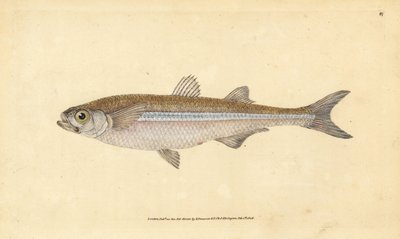 Atherina hepsetus, pez de arena del Mediterráneo o aterina europea. Grabado en cobre coloreado a mano dibujado y grabado por Edward Donovan de su Historia Natural de los Peces Británicos, Donovan y F.C. y J. Rivington, Londres de Edward Donovan