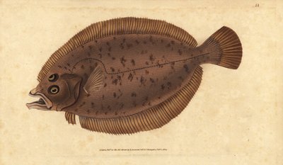 Lepidorhombus whiffiagonis (Pleuronectes megastoma), pez megrim o whiff. Grabado en cobre coloreado a mano dibujado y grabado por Edward Donovan de su Historia Natural de los Peces Británicos, Donovan y F.C. y J. Rivington, Londres de Edward Donovan
